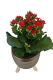 Kırmızı Kalanşo Gold Damla Saksıda Kalanchoe
