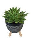 Echeveria Agavoides Siyah Damla Saksıda
