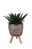 Gasterhaworthia Royal Princes Kiremit Rengi Damla Saksıda