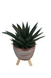 Gasterhaworthia Royal Princes Kiremit Rengi Damla Saksıda