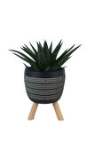Gasterhaworthia Royal Princes Siyah Damla Saksıda