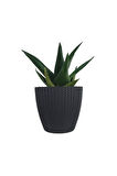 Aloe Brevifolia Antrasit Sümela Saksıda