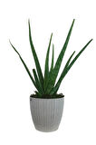 Aloe Vera Bitkisi Beyaz Sümela Saksıda