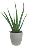 Aloe Vera Bitkisi Beyaz Sümela Saksıda