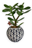 Sukulent Crassula Ovata | Siyah Desen Saksıda