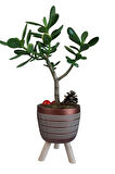 Sukulent Crassula Ovata | Ayaklı Bakır Renk Saksıda