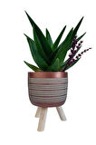 Sukulent Aloe Brevifolia | Ayaklı Bakır Renk Saksıda