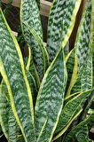 Paşa Kılıcı | Peygamber Kılıcı | Sansevieria