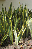 Paşa Kılıcı | Peygamber Kılıcı | Sansevieria