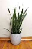 Paşa Kılıcı | Peygamber Kılıcı | Sansevieria