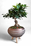 Ficus Ginseng Bonsai | Gold Ayaklı Saksıda