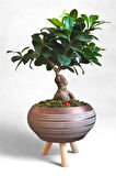 Ficus Ginseng Bonsai | Gold Ayaklı Saksıda