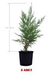 Melez Servi Leylandi Fidanı 40 cm x 5 ad