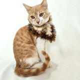 El Örgüsü Kedi Boyunluk Aksesuarı