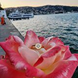 Signity(Swarovski)Taşlı Şimal Yıldızı Yuvarlak Mühür 14 Ayar Altın Yüzük-Yıldızlı Hediye Altın Yüzük