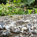 Gümüş Yüzük - Çapraz Çizgi 925 Ayar Gümüş Taşsız Eklem Yüzüğü-Taşsız 925 Ayar Gümüş Hediyelik Yüzük