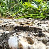 Gümüş Yüzük - Çapraz Çizgi 925 Ayar Gümüş Taşsız Eklem Yüzüğü-Taşsız 925 Ayar Gümüş Hediyelik Yüzük