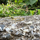 Gümüş Yüzük - Çapraz Çizgi 925 Ayar Gümüş Taşsız Eklem Yüzüğü-Taşsız 925 Ayar Gümüş Hediyelik Yüzük