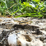 Gümüş Yüzük - Çapraz Çizgi 925 Ayar Gümüş Taşsız Eklem Yüzüğü-Taşsız 925 Ayar Gümüş Hediyelik Yüzük