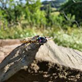 Afrodit Eskitme Mistik Topaz Taşlı Evlilik Teklifi 14 Ayar Altın Yüzük-Hediye Altın Yüzük