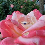 Mekik Lacivert Mineli Göz Altın Yüzük- Minimal Tektaş Tasarım Estetik Nazar Boncuğu Altın Yüzük