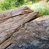 Gümüş Yüzük - Dörtgen Taşlı Minimal Tasarım Gümüş-Hediyelik Minimal Estetik 925 Ayar Gümüş Yüzük