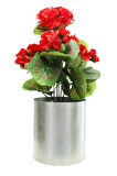 Sardunya Kırmızı 25 Cm Dekoratif Bitki 12x12 Metal Saksı