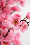 Yapay Pembe Japon Bahar Dalı Ağacı 100 cm Beyaz 27*33 Küre Saksılı