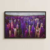 Mor ve Pembe Tonlarında Doğal Lupin Çiçek Tarlası Pleksi Tablo