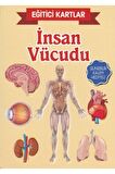 Eğitici Kartlar-insan Vücudu