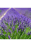 Lavanta Çiçeği (Lavandula Officinalis) Fidanı Saksıda 2 Adet 