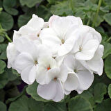 Beyaz sardunya fidesi geranium maverick white
