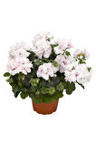 Beyaz sardunya fidesi geranium maverick white