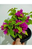 Begonvil Çiçeği Fidanı 10-20 cm