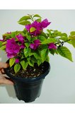 Begonvil Çiçeği Fidanı 10-20 cm
