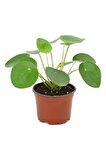 Pilea Peperomioides Çin Para Bitkisi Ev Ofis Salon Bitkisi 10-20 cm