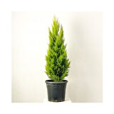 Limoni Servi Limon Çam 35-40 Cm 2 Adet 