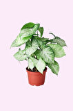 Syngonium Podophyllum Melek Kanadı Çiçeği 