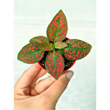 Fittonia Çiçeği Çilli Kırmızı 10-20 cm