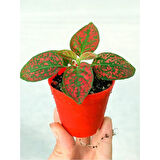 Fittonia Çiçeği Çilli Kırmızı 10-20 cm