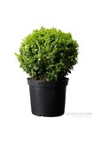 Buxus Sempervirens Şimşir Fidanı 10-20 cm