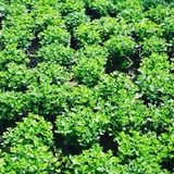Kasımpatı Krizantem Chrysanthemum Çiçeği, 2li Set Pembe Sarı