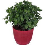 Kasımpatı Krizantem Chrysanthemum Çiçeği, 2li Set Pembe Sarı