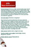 5'li En Çok Satanlar Lavanta Yağı, Gül Yağı, Yasemin Yağı, Misk Adaçayı Yağı, Ylang Ylang Yağı Uçucu