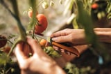 Fiskars Fiskars K80 Katlanır Hasat Bıçağı 1062819