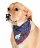 Köpek Bandana / Riot