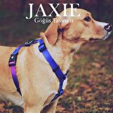Köpek Göğüs Tasması Jaxie