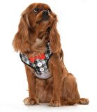 Köpek Göğüs Tasması ve Uzatması Patu Gri