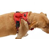 Köpek Göğüs Tasması Finwe Kırmızı