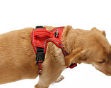 Köpek Göğüs Tasması Finwe Kırmızı